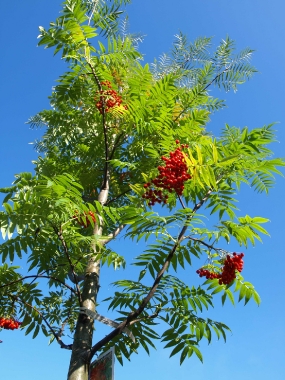 Jarząb mieszańcowy (Sorbus x) 